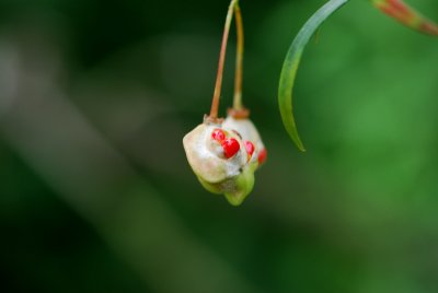 Euonymus nanus 'Turkestanicus' - brslen nízký - plod